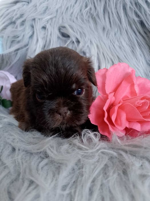 Piękna czekoladowa suczka Shih -Tzu szuka domku