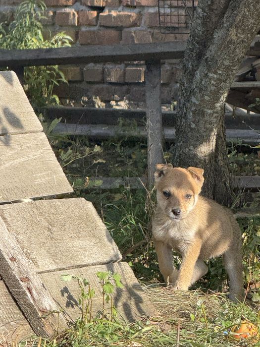 Цуценя шукає дім