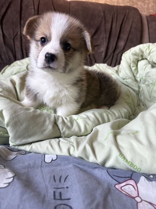 Мальчики в продаже )