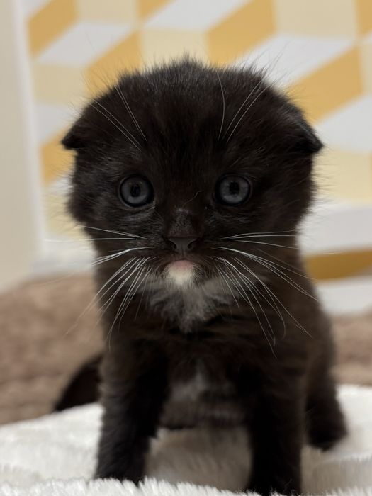 Висловухі кошенята