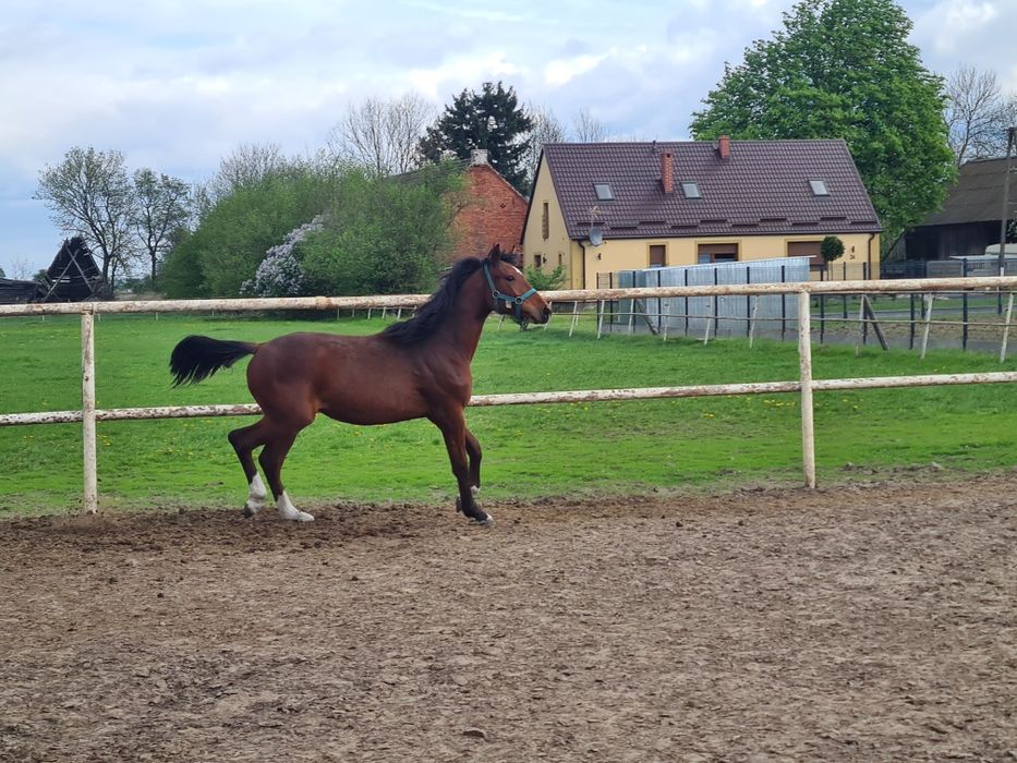 Klacz Delicja C WLKP