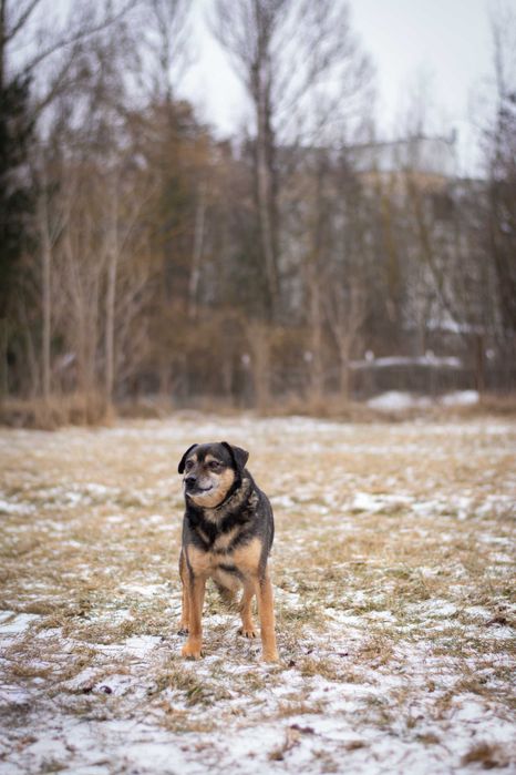 Bolek - spokojny pies szuka kochającego domu!