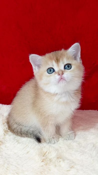 Девочка золотая шиншилла