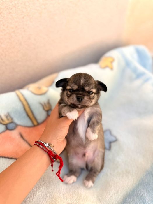 Chihuahua machinho pêlo comprido