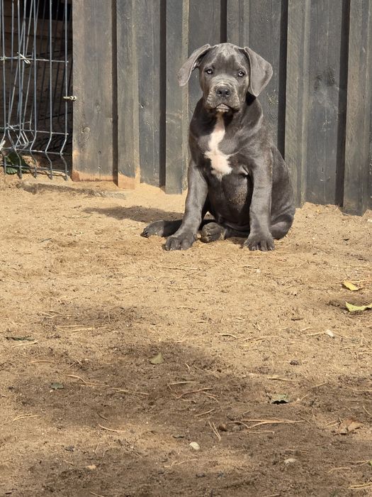 Cane corso italiano