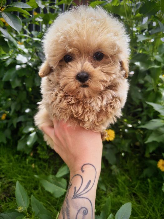 Maltipoo samiec do odbioru !