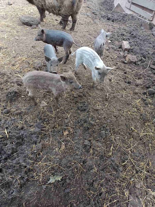 Поросята угорська мангалиця