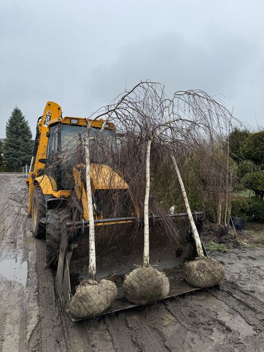 Brzoza szczepiona na pniu, płacząca  YOUNGII 16-20cm