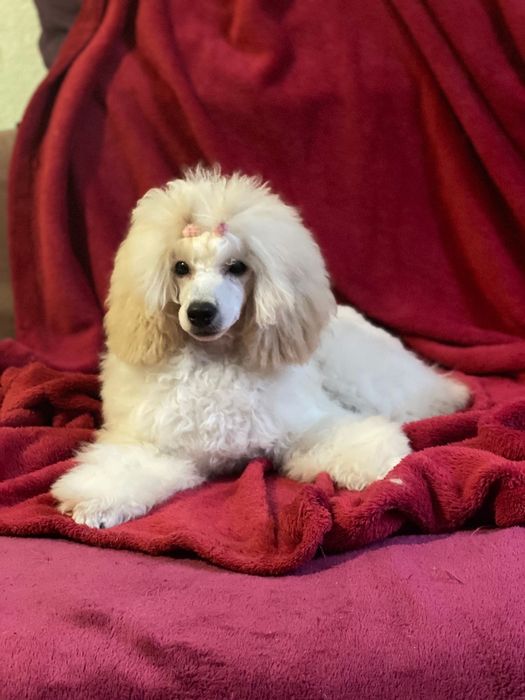 Цуценя мініатюрного пуделя