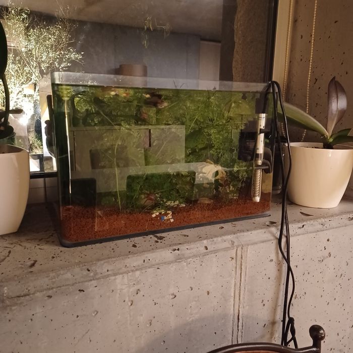 Aquário de 30litros com peixes e plantas para venda