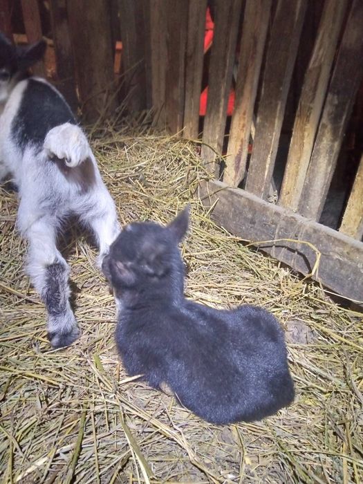 Африканські кози, карликові