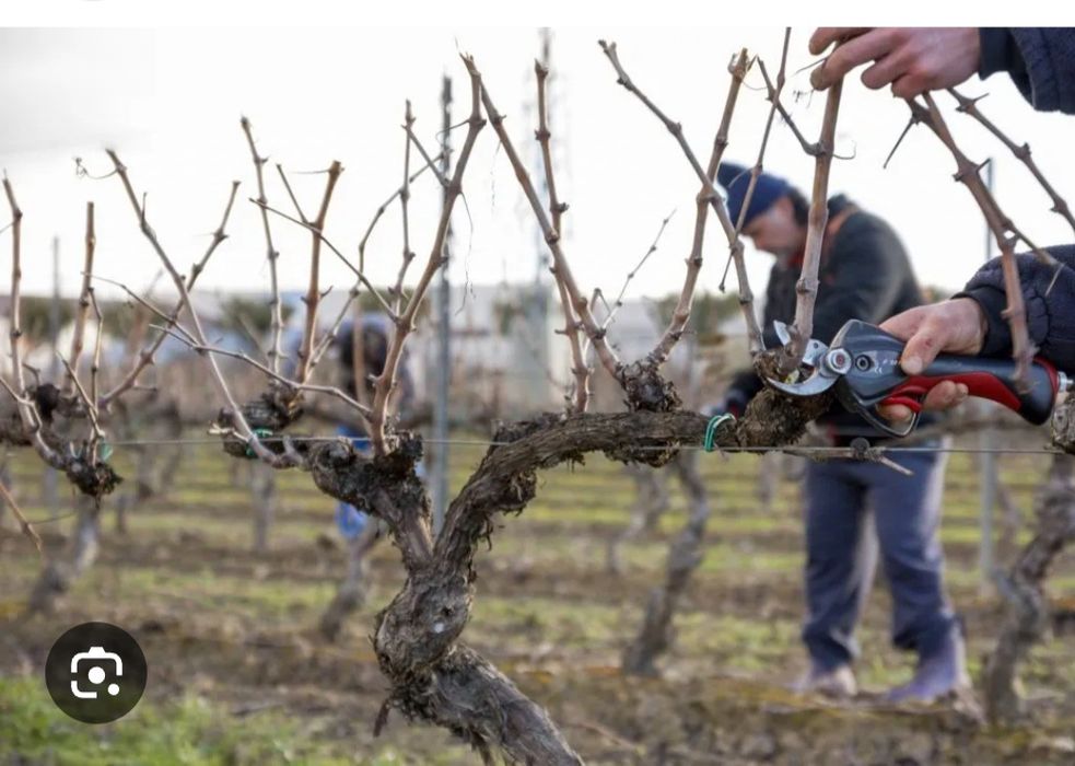 Fasso todo o tipo de podas
