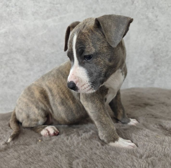 Urocza i rodzinna suczka amstaff!