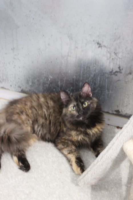 Віддаємо милу кішечку