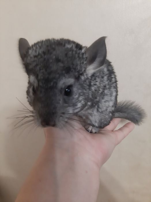 Дружелюбна  пухкенька ( сіра та біла] дівчинка