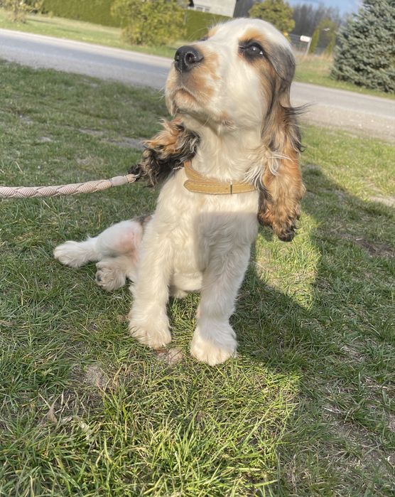 Rezerwacja /Szukam nowego domku (piesek cocker spaniel angielski) rodowod, badania