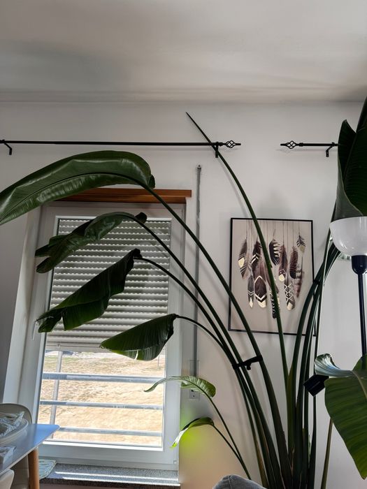 Strelitzia Nicolai Gigante (com mais de 2 metros) - Recolha em Évora