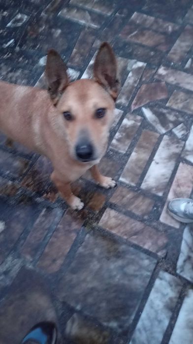 Cadela meiga procura lar