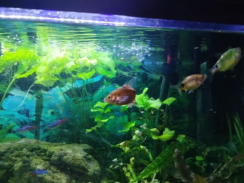 Oddam za darmo brzanki sumatrzańskie