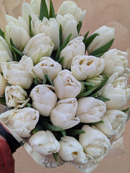 Тюльпани зрізні опт горщики,квіти