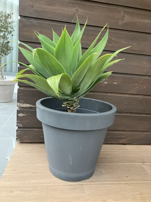 Vaso com planta agave media grande