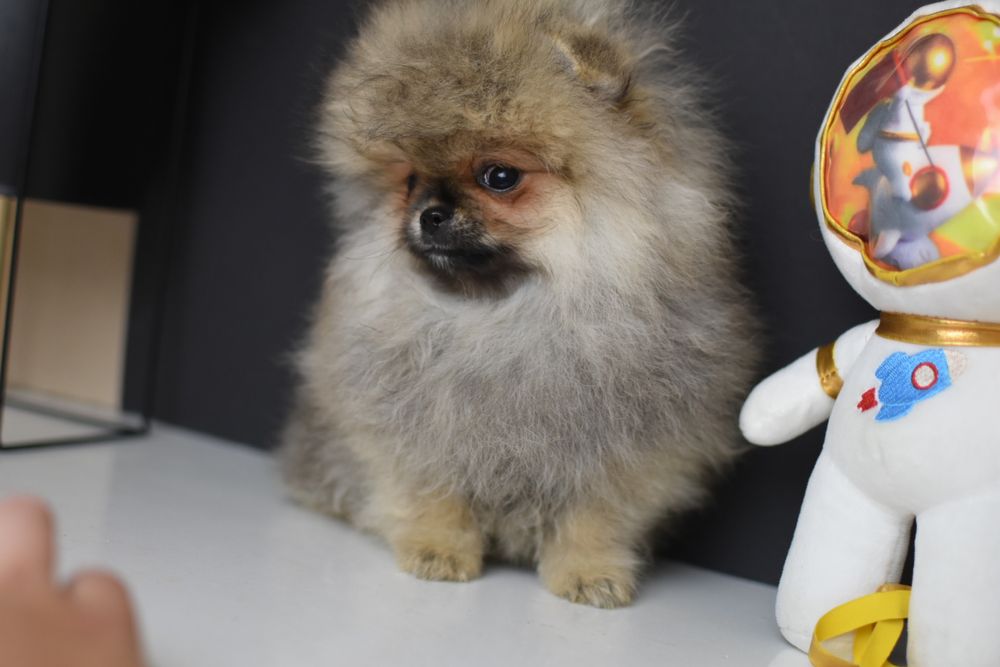 Гарні хлопчики померанчики шпиці