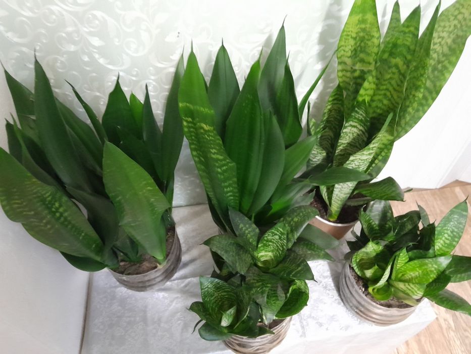 Сансивьерия с детками