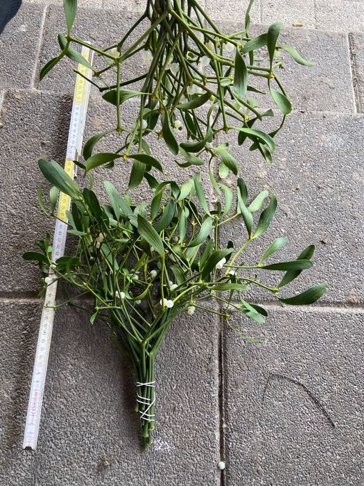 Pęczki  Jemioła sprzedam