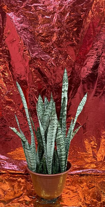 Plantas exterior - diversas