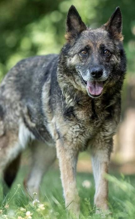 Suczka okolo 9 lat