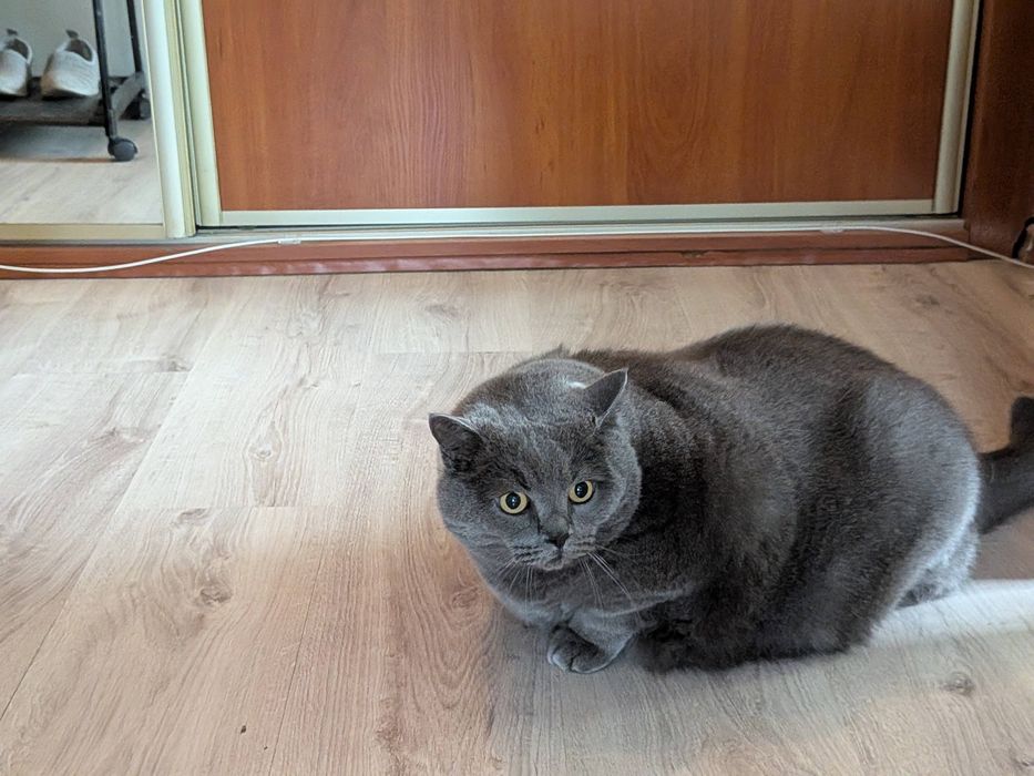 Віддам кота в добрі руки