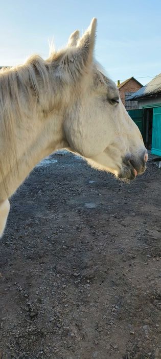 Продам коня (жеребець)