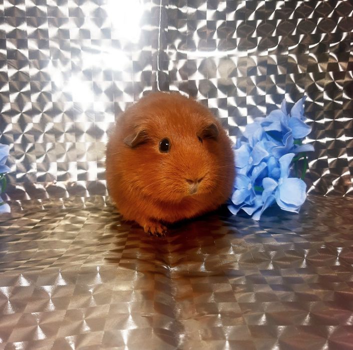 Морская свинка,морська свинка,морские свинки,морські свинки