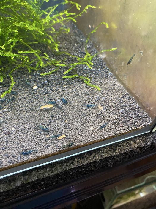 Krewetki neocaridina  blue velvet 5zł/szt