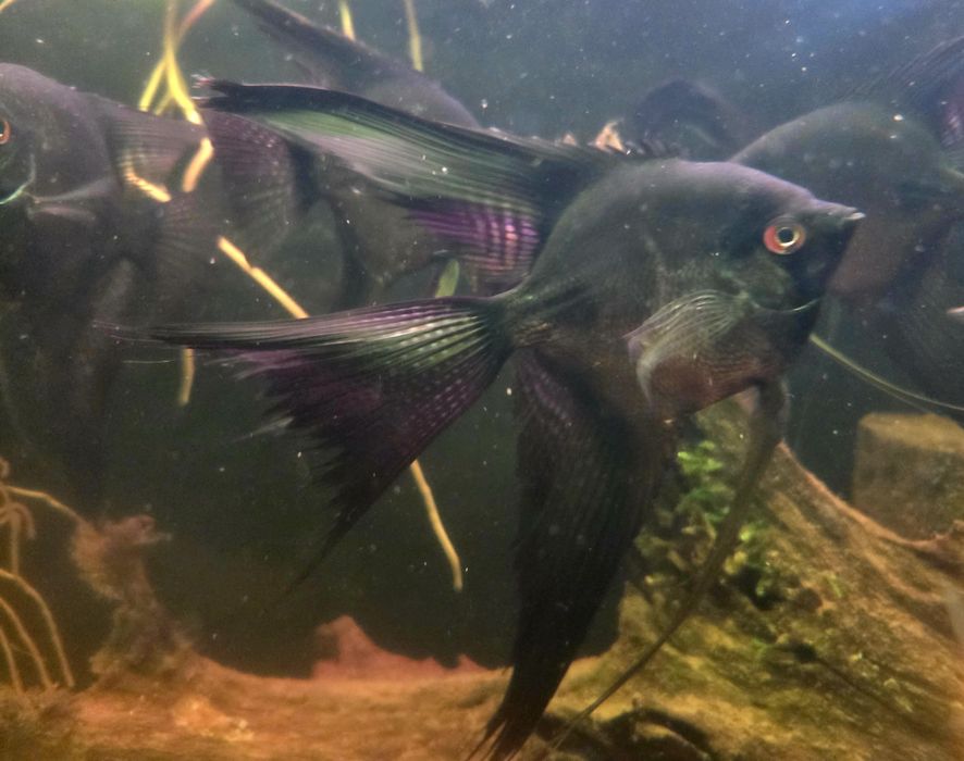 Skalar czarny weloniasty XL