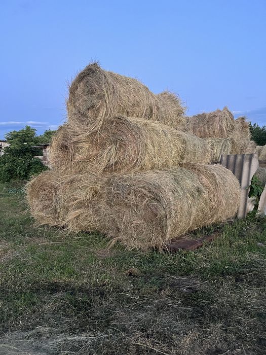 Продам сено тюк 200кг