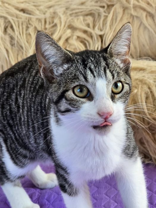 Johnny,  para adoção