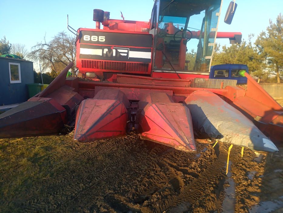Kombajn Massey Ferguson 665 przystawka do kukurydzy