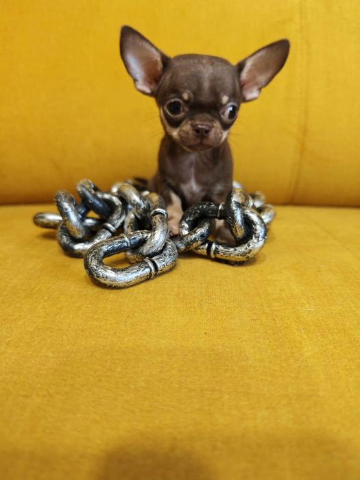 Chihuahua  piesek mini xxs czekoladowy podpalany  juz do odbioru