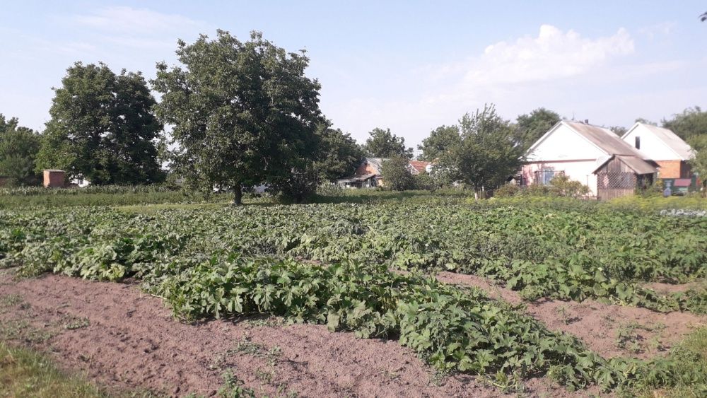 Продам земельну ділянку
