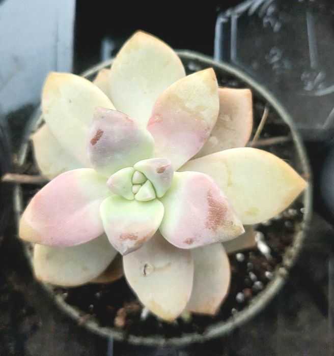 Suculentas 4€ cada