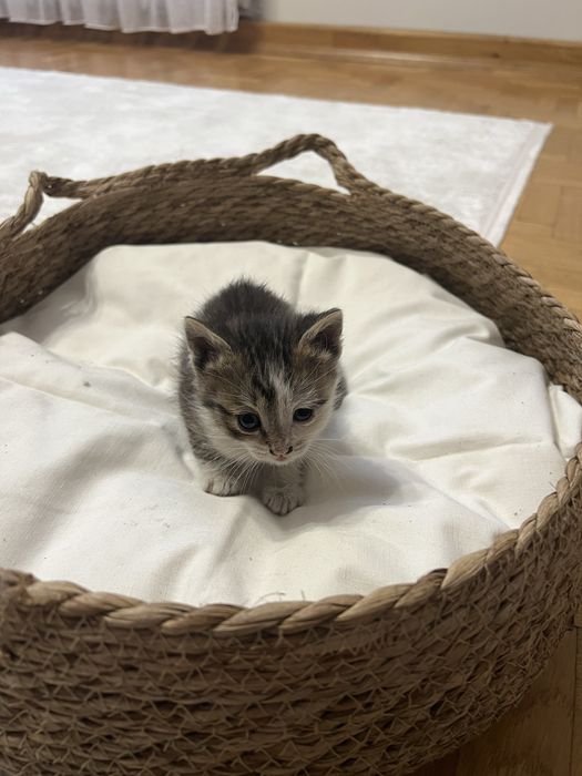 Віддам кошеня в добрі руки