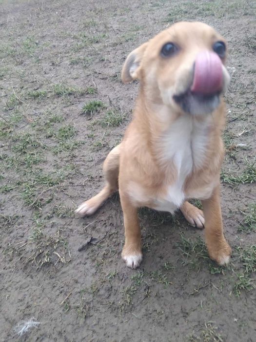 Oddam małą suczkę