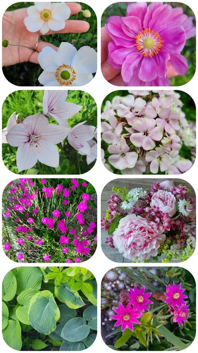 Sadzonka nadwyżki z ogrodu bylina roślina