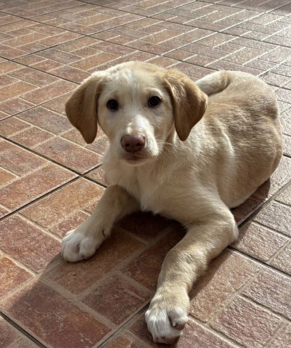 Bebé para adoção responsável