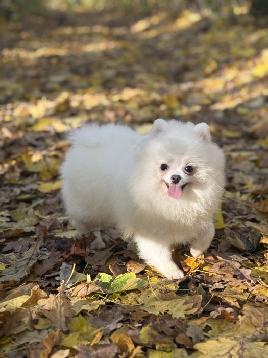 Померанський шпіц дівчинка міні