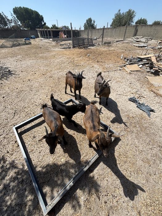cabras e bodes anãs