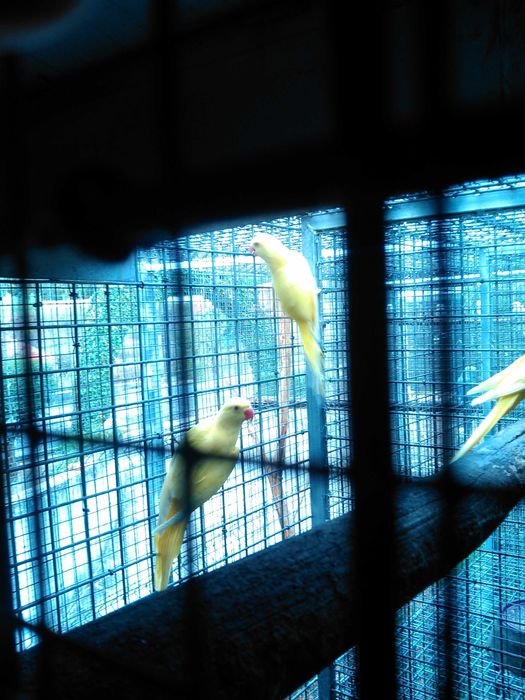 Vários Ring necks para cedencia