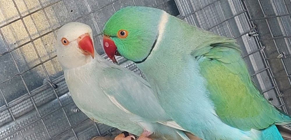 Ring neck azuis e azuis turquesa para  criar a mão