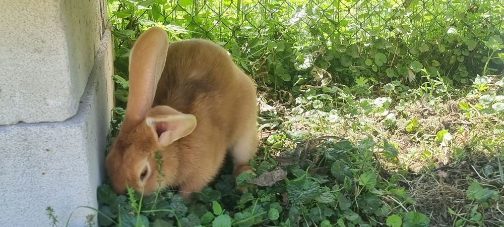 Продаю домашнього кроля великої лінії.